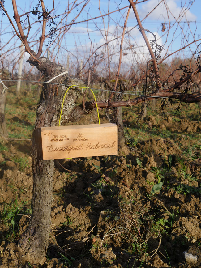 Виноградник на урожай